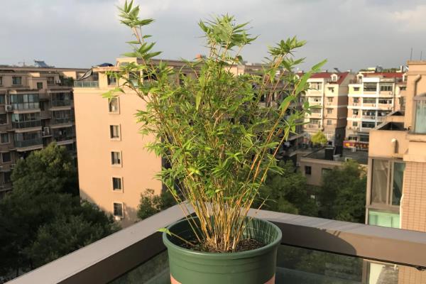 竹子的养殖方法,选择偏中性或微酸的土壤种植