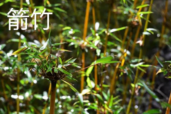 竹子的养殖方法,选择偏中性或微酸的土壤种植
