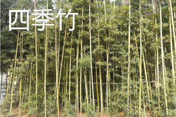 竹子的养殖方法,选择偏中性或微酸的土壤种植