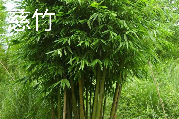 竹子的养殖方法,选择偏中性或微酸的土壤种植