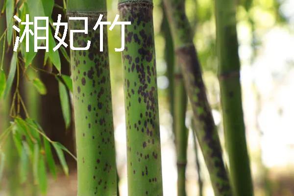 竹子的养殖方法,选择偏中性或微酸的土壤种植