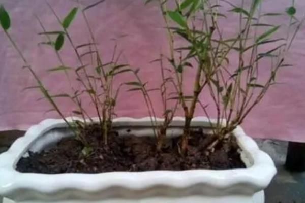 竹子的养殖方法,选择偏中性或微酸的土壤种植