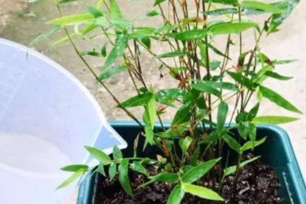 竹子的养殖方法,选择偏中性或微酸的土壤种植