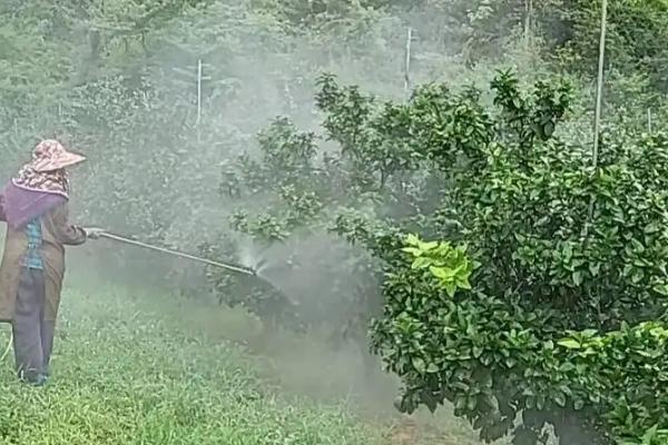 柑橘大实蝇的防治方法,发现受害果实要摘除并烧毁或深埋