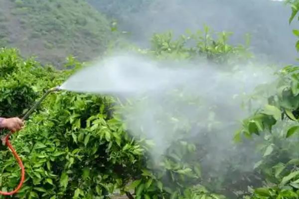 柑橘大实蝇的防治方法,发现受害果实要摘除并烧毁或深埋