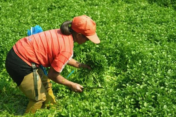 西洋菜什么时候种植，8-9月份气温下降后开始栽培