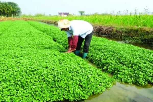 西洋菜什么时候种植，8-9月份气温下降后开始栽培
