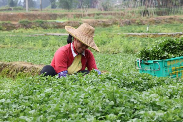 西洋菜什么时候种植，8-9月份气温下降后开始栽培