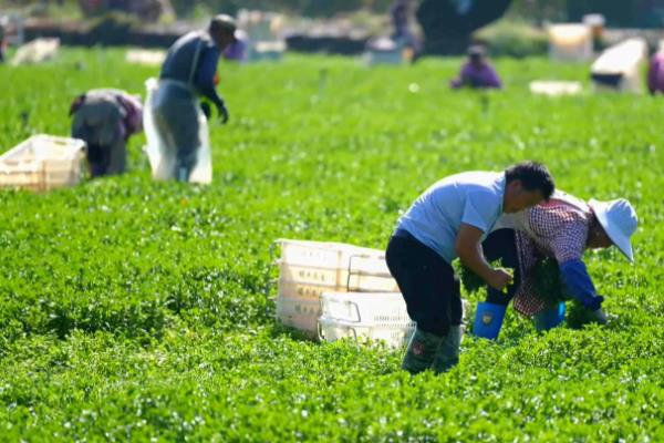 西洋菜什么时候种植，8-9月份气温下降后开始栽培