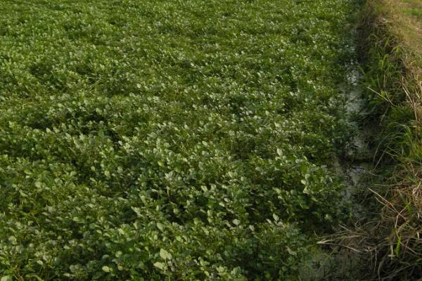 西洋菜什么时候种植，8-9月份气温下降后开始栽培