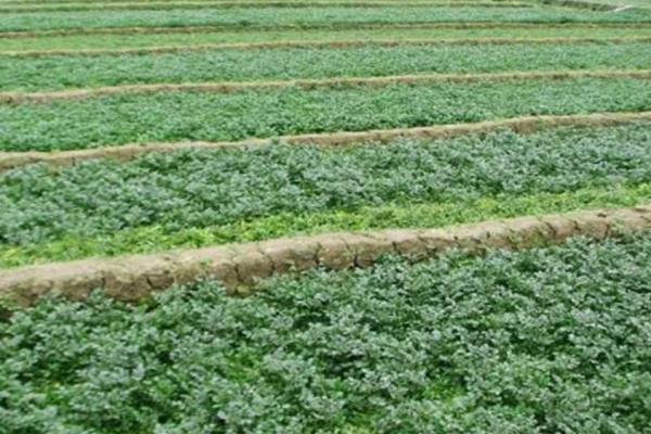 西洋菜什么时候种植，8-9月份气温下降后开始栽培