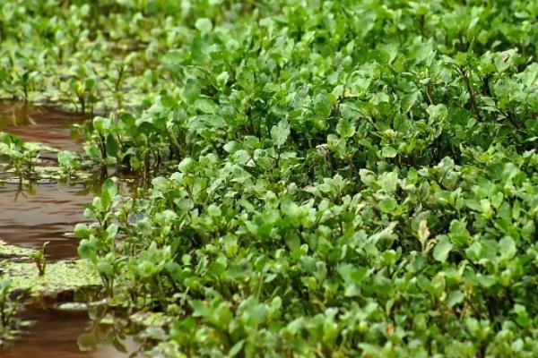 西洋菜什么时候种植，8-9月份气温下降后开始栽培