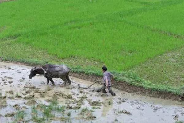西洋菜什么时候种植，8-9月份气温下降后开始栽培