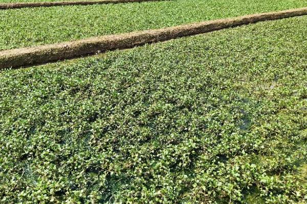 西洋菜什么时候种植，8-9月份气温下降后开始栽培