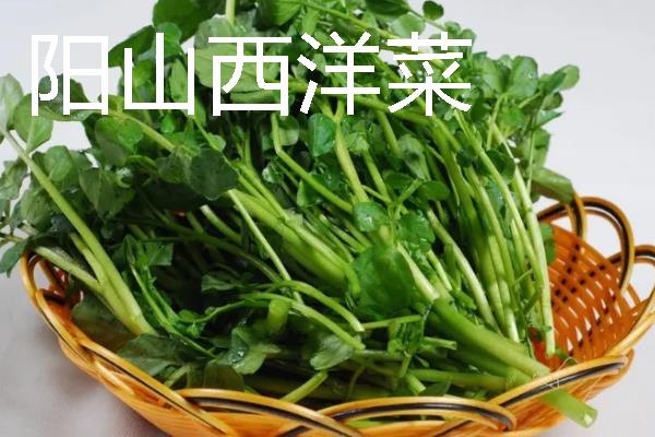 西洋菜什么时候种植，8-9月份气温下降后开始栽培