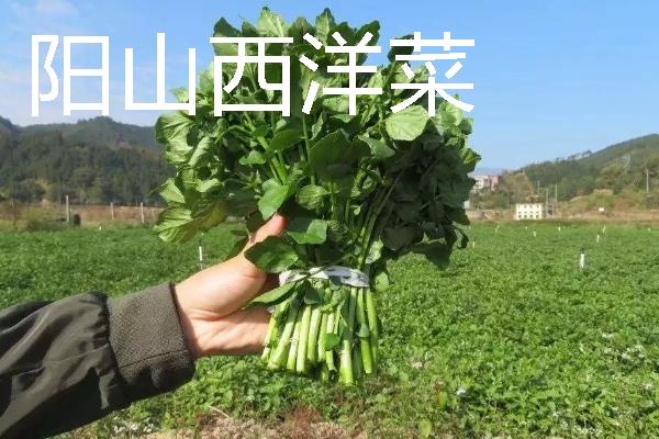 西洋菜什么时候种植，8-9月份气温下降后开始栽培