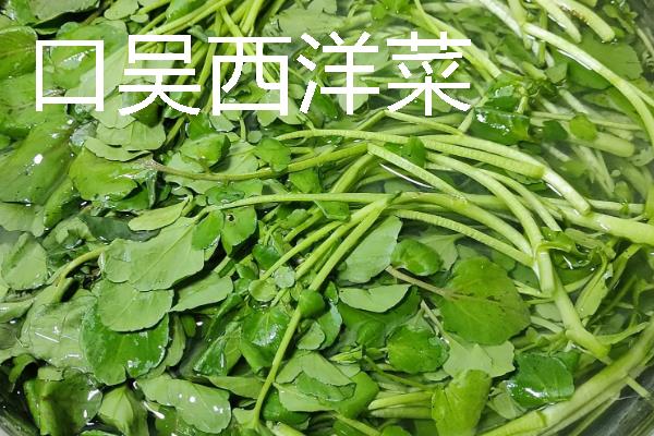 西洋菜什么时候种植，8-9月份气温下降后开始栽培