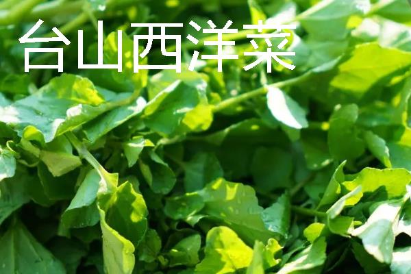 西洋菜什么时候种植，8-9月份气温下降后开始栽培