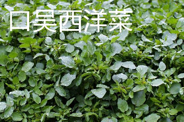 西洋菜什么时候种植，8-9月份气温下降后开始栽培