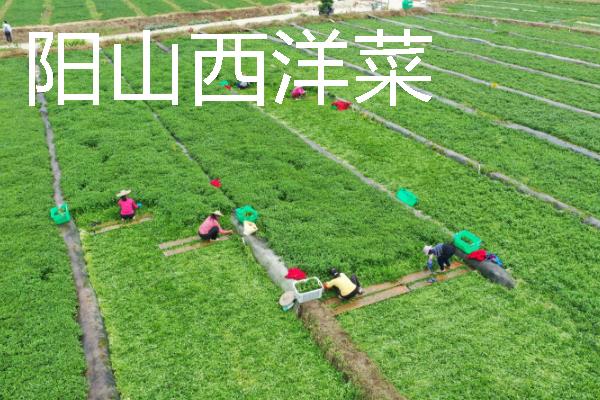 西洋菜什么时候种植，8-9月份气温下降后开始栽培