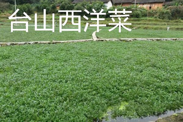 西洋菜什么时候种植，8-9月份气温下降后开始栽培