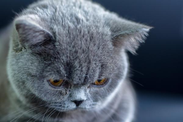 猫线虫的治疗方法，喂服普拿杜等药物可以驱虫