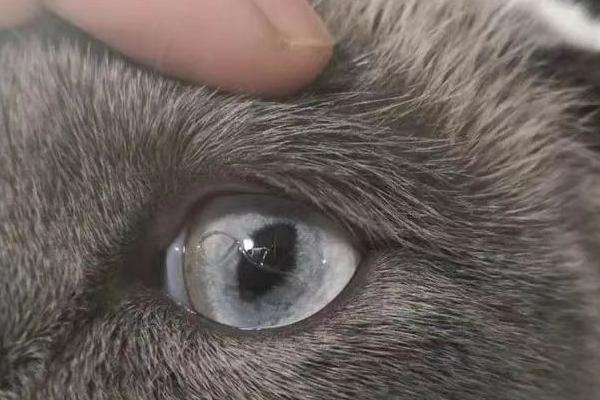 猫线虫的治疗方法，喂服普拿杜等药物可以驱虫