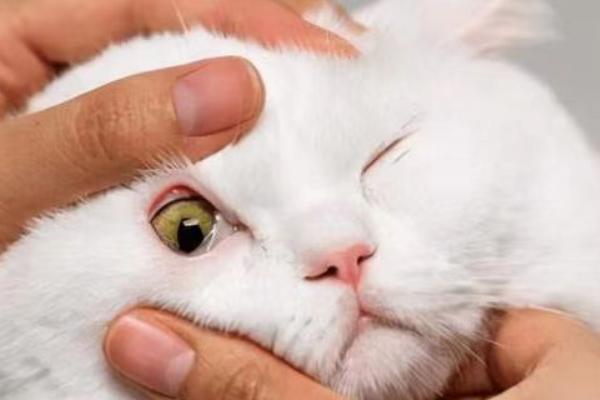 猫线虫的治疗方法，喂服普拿杜等药物可以驱虫