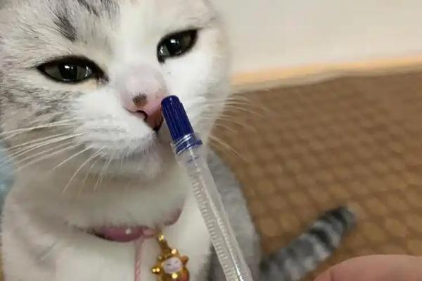 猫线虫的治疗方法，喂服普拿杜等药物可以驱虫
