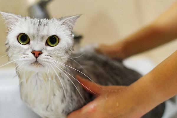 猫线虫的治疗方法，喂服普拿杜等药物可以驱虫