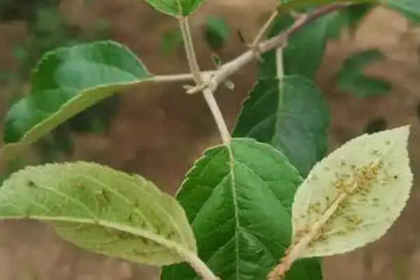 家里为什么不能种苹果树，因为室内光线不足且容易引发蚊虫