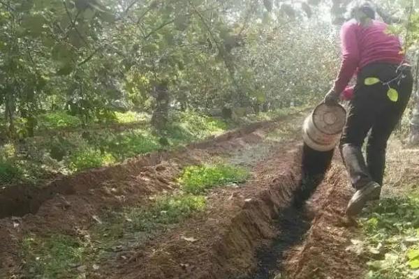 家里为什么不能种苹果树，因为室内光线不足且容易引发蚊虫