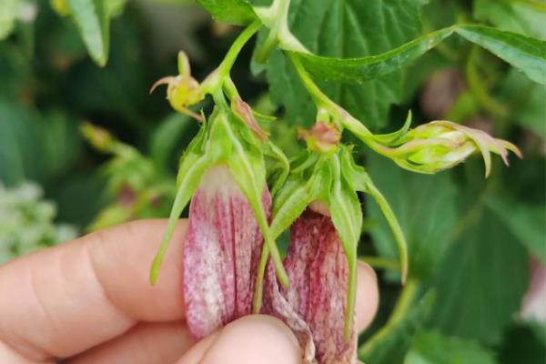 风铃草花后怎样修剪，及时修剪开败了的花朵和枝条