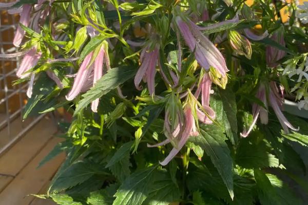 风铃草花后怎样修剪，及时修剪开败了的花朵和枝条