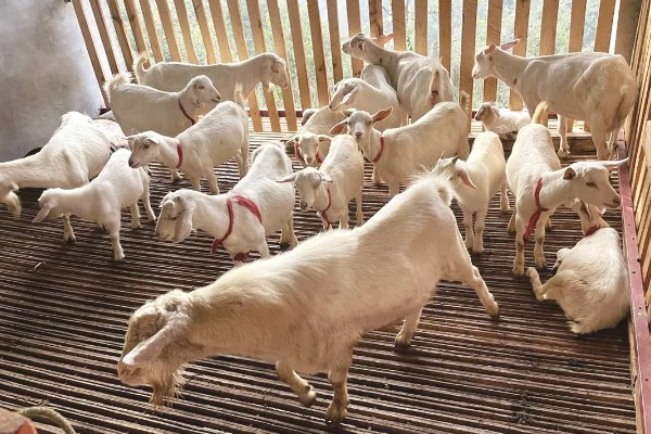 不能大规模养羊的原因，因为管理有难度