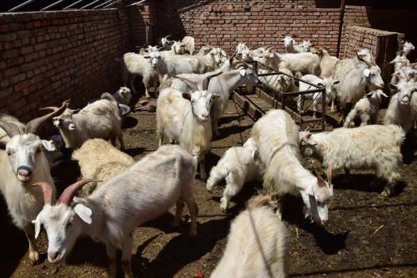 不能大规模养羊的原因，因为管理有难度