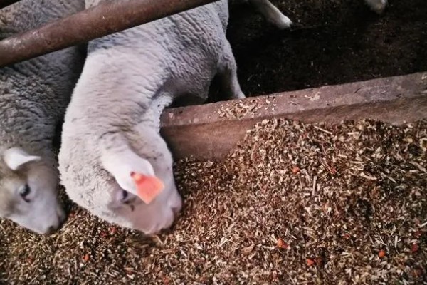 不能大规模养羊的原因，因为管理有难度