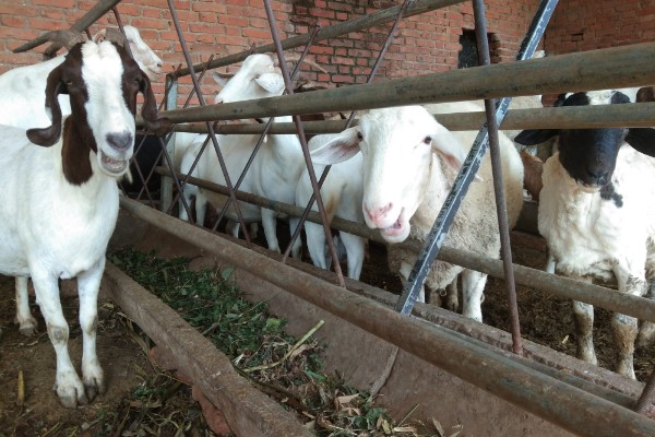 不能大规模养羊的原因，因为管理有难度