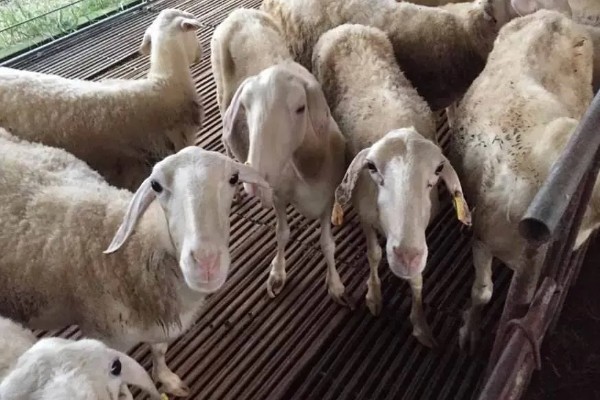 不能大规模养羊的原因，因为管理有难度