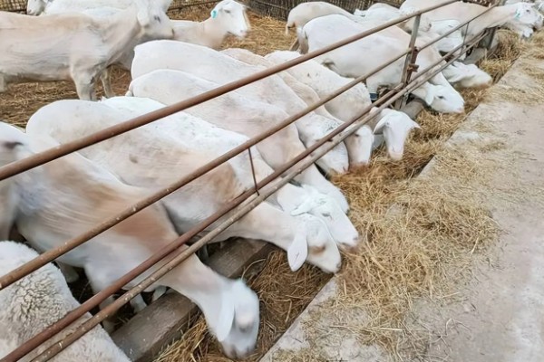 不能大规模养羊的原因，因为管理有难度