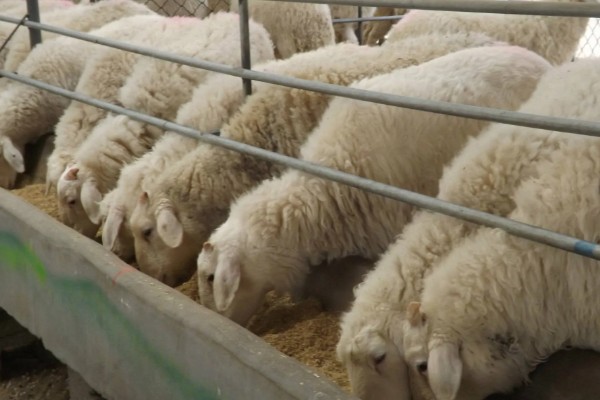 不能大规模养羊的原因，因为管理有难度