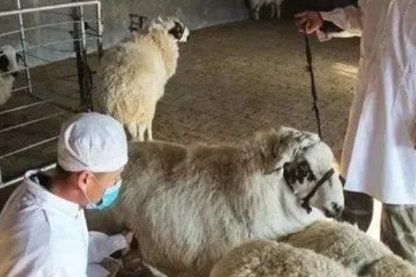 不能大规模养羊的原因，因为管理有难度