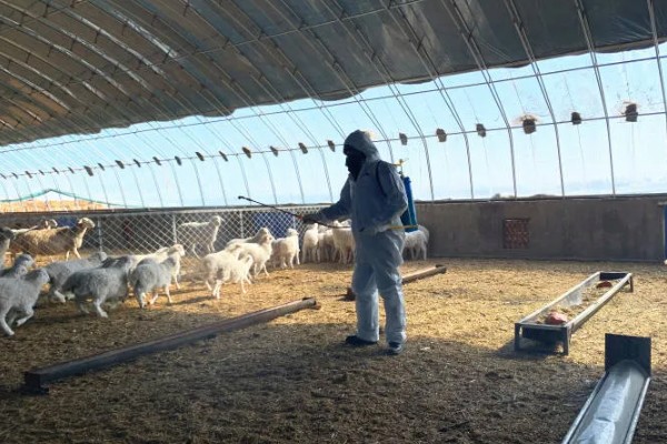 不能大规模养羊的原因，因为管理有难度