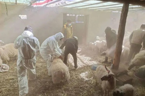 不能大规模养羊的原因，因为管理有难度