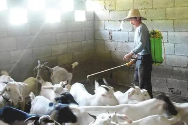 不能大规模养羊的原因，因为管理有难度