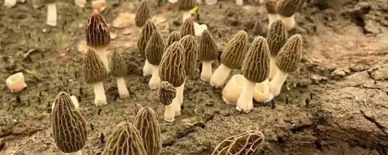 羊肚菌大棚的搭建方法,占地面积适合400-800平方米