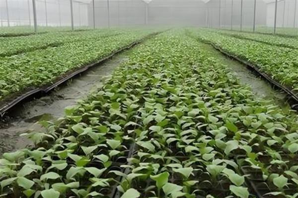 茄子如何种植，每亩地栽培1400株