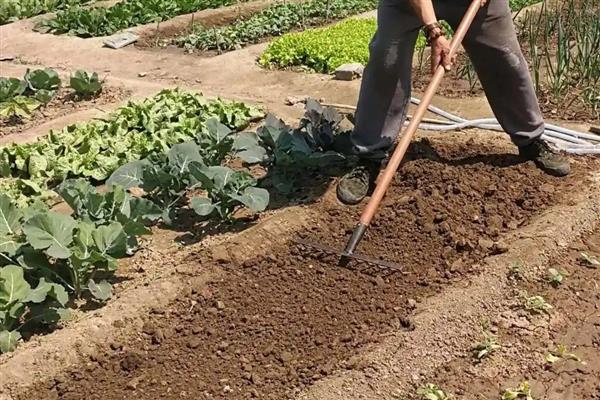 茄子如何种植，每亩地栽培1400株