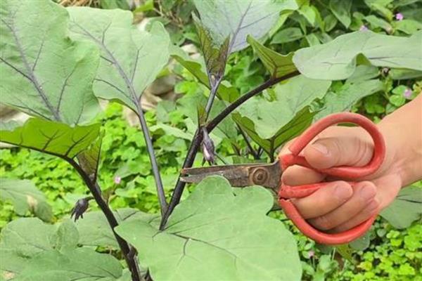 茄子如何种植，每亩地栽培1400株