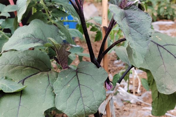 茄子如何种植，每亩地栽培1400株